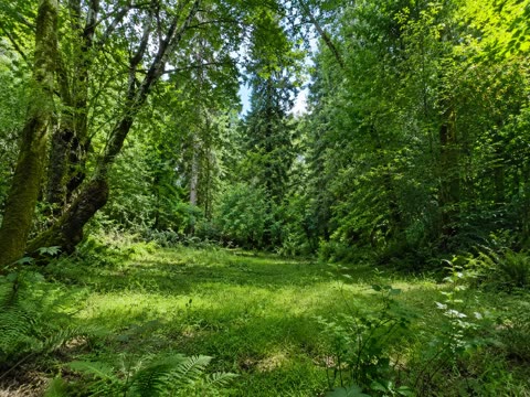 Sunlit woodland clearing with dense green foliage