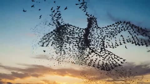 A flock of birds forms the shape of a bird, to music