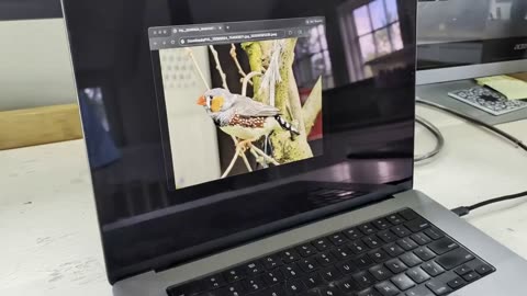 Bird leaps from laptop photo onto hand