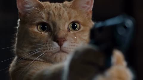 Crying ginger cat aims handgun at zombie calico